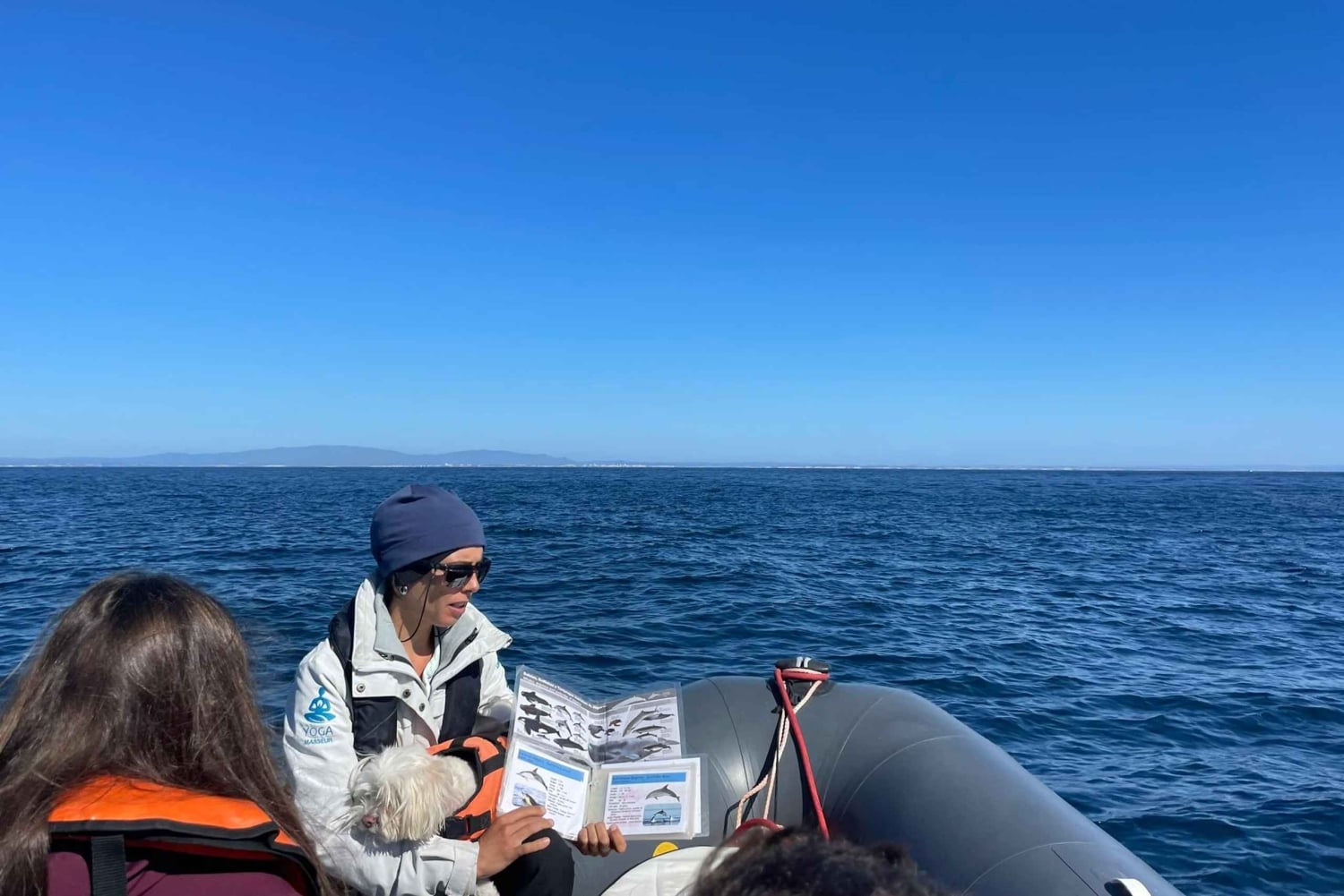 Lagoa: Delfin-Expedition mit biologischem Guide an Bord