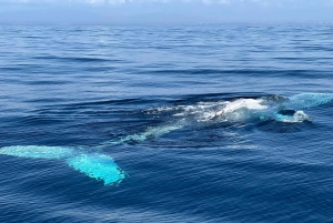 Lagoa: Delfin-Expedition mit biologischem Guide an Bord