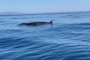 Lagoa: Delfin-Expedition mit biologischem Guide an Bord