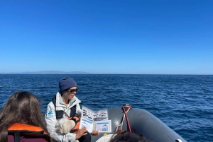 Lagoa: Delfin-Expedition mit biologischem Guide an Bord