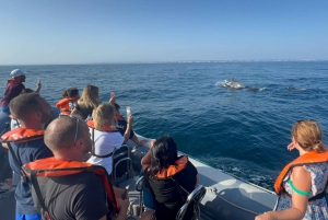 Lagoa: Delfin-Expedition mit biologischem Guide an Bord