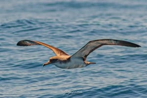Lagoa: Delfin-Expedition mit biologischem Guide an Bord