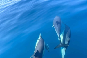 Lagoa: Delfin-Expedition mit biologischem Guide an Bord