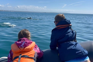 Lagoa: Delfin-Expedition mit biologischem Guide an Bord