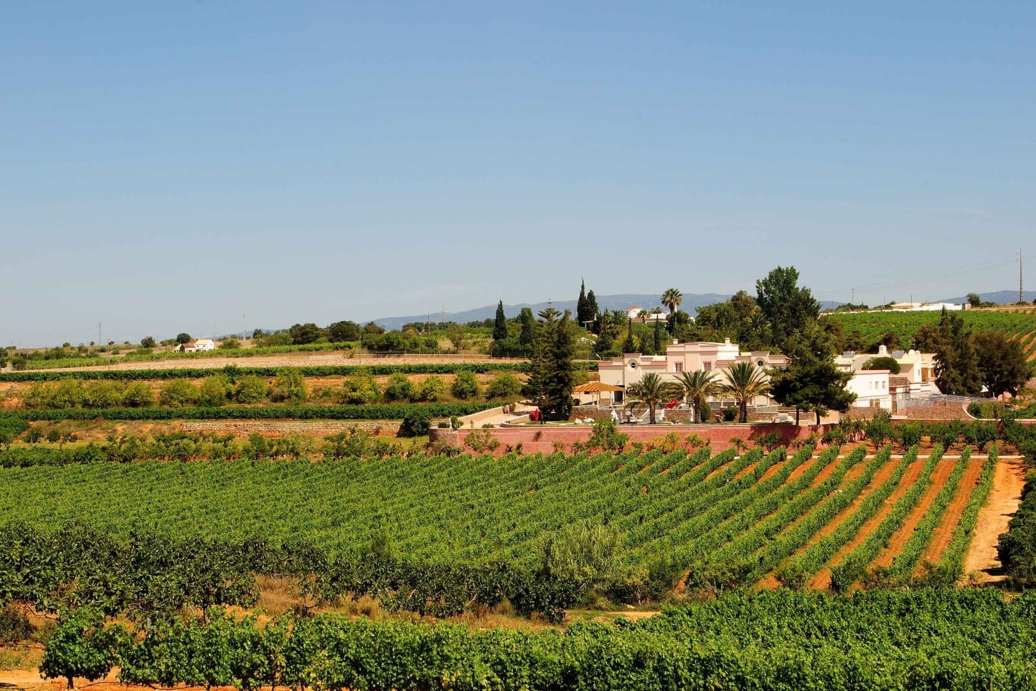 Lagoa: Guided Winery Tour and Local Wine Tasting