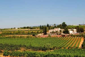 Lagoa: Guided Winery Tour and Local Wine Tasting