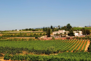 Lagoa: Guided Winery Tour and Local Wine Tasting