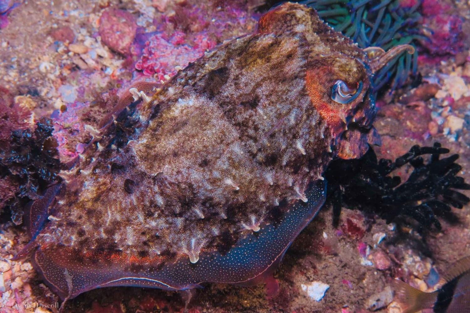 Lagos: 2 sukellusta paikallisilla riutoilla (AINOASTAAN SERTIFIDISUKELTAJILLE).