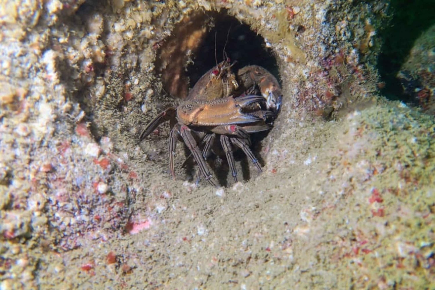 Lagos: 2 sukellusta paikallisilla riutoilla (AINOASTAAN SERTIFIDISUKELTAJILLE).