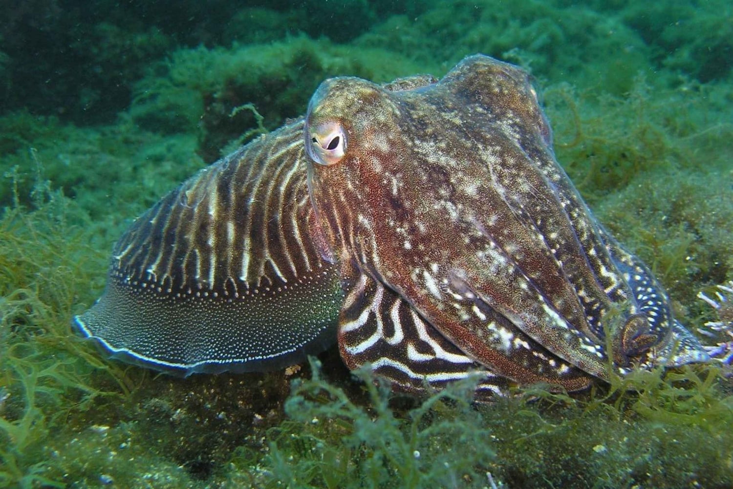 Lagos: 2 sukellusta paikallisilla riutoilla (AINOASTAAN SERTIFIDISUKELTAJILLE).