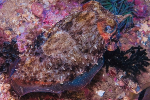 Lagos: 2 nurkowania na lokalnych rafach (TYLKO DLA CERTYFIKOWANYCH NURKÓW)