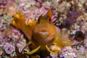 Lagos: 2 nurkowania na lokalnych rafach (TYLKO DLA CERTYFIKOWANYCH NURKÓW)