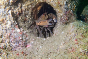 Lagos: 2 nurkowania na lokalnych rafach (TYLKO DLA CERTYFIKOWANYCH NURKÓW)