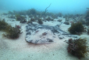 Lagos: 2 nurkowania na lokalnych rafach (TYLKO DLA CERTYFIKOWANYCH NURKÓW)