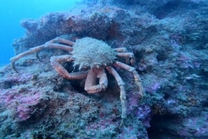 Lagos: 2 sukellusta paikallisilla riutoilla (AINOASTAAN SERTIFIDISUKELTAJILLE).