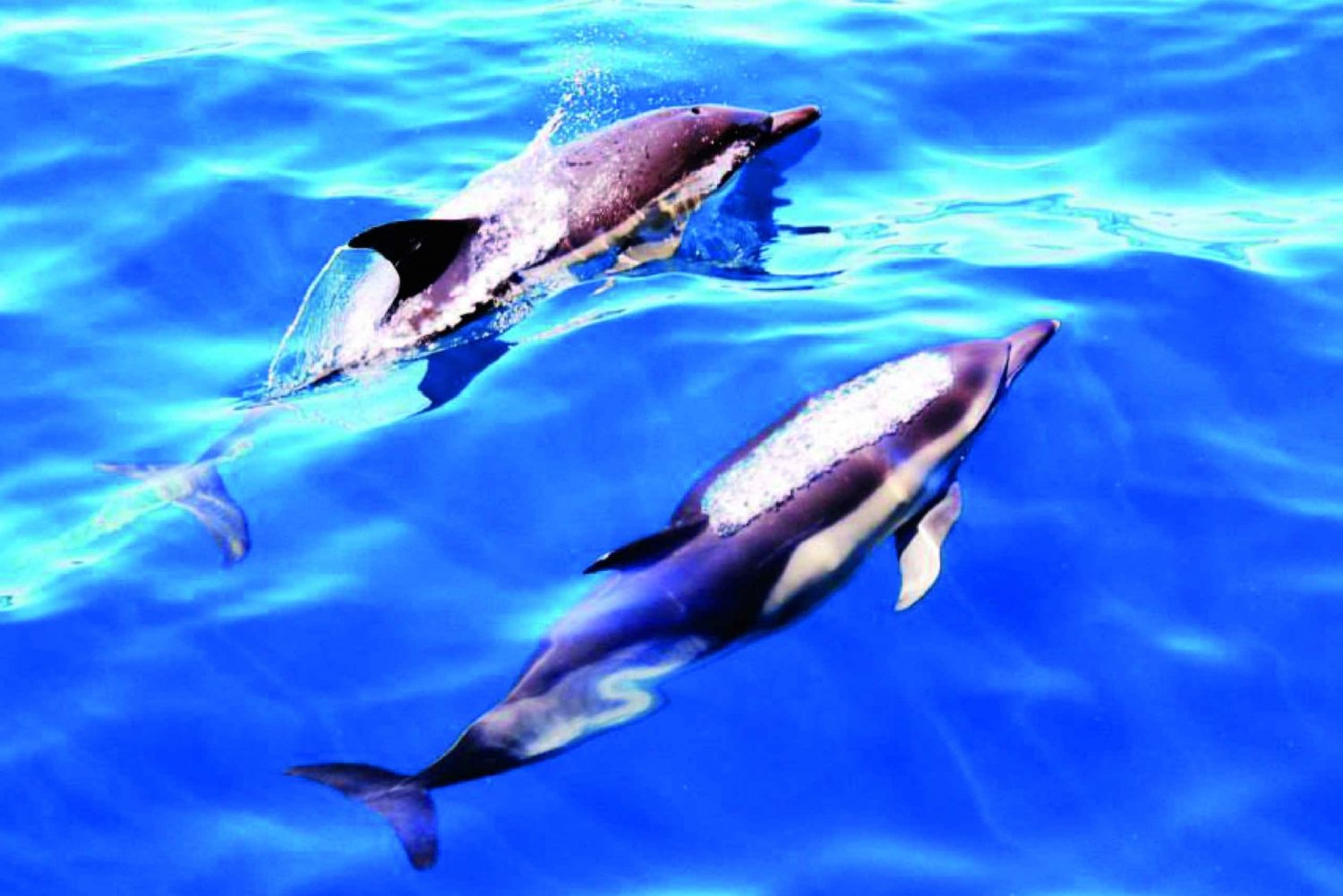 Lagos: Delfinbeobachtung im Katamaran