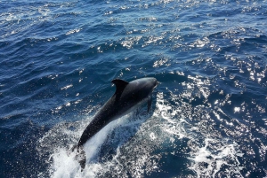 Lagos: 90-Minute Dolphin Watching by Catamaran