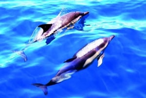 Lagos: Dolphin Watching Catamaran Cruise