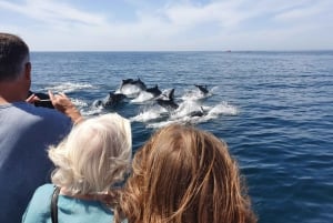 Lagos: 90-Minute Dolphin Watching by Catamaran