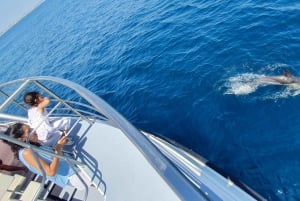 Lagos: 90-Minute Dolphin Watching by Catamaran