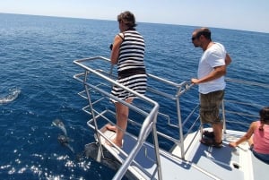 Lagos: 90-Minute Dolphin Watching by Catamaran