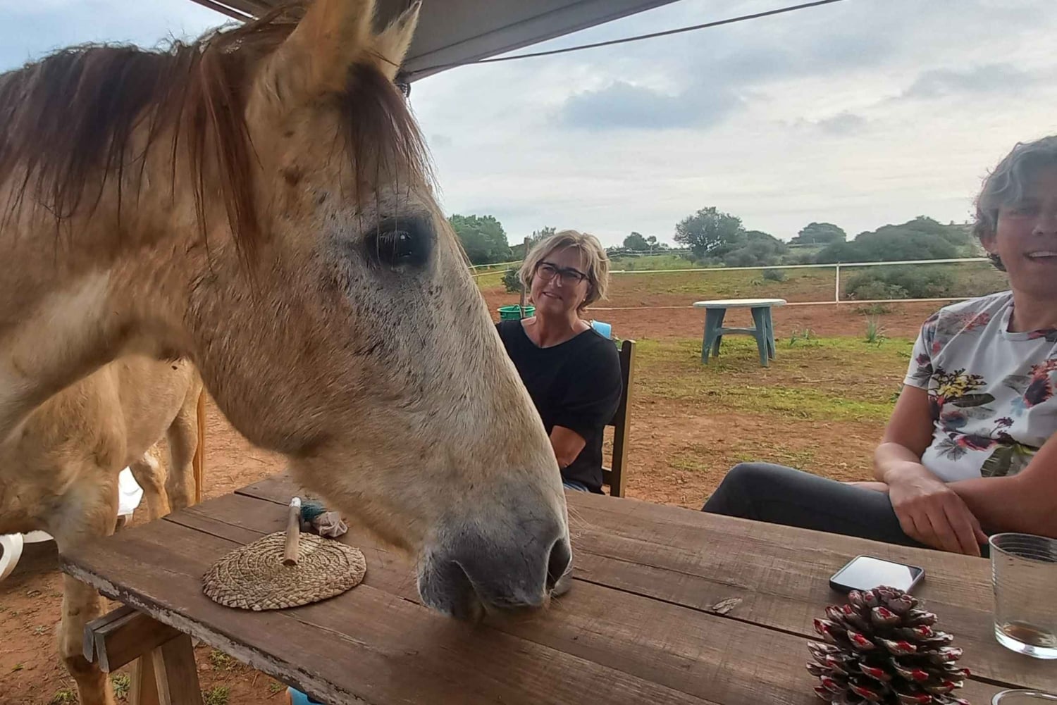 Lagos: En spasertur med en reddet hest på reservatet