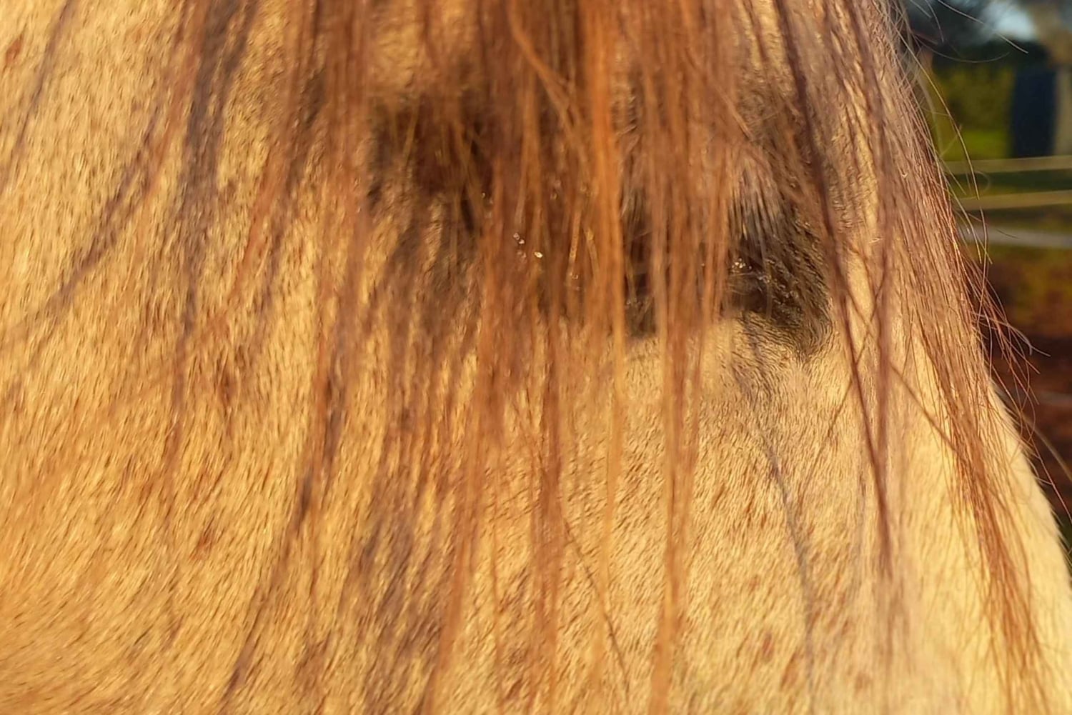 Lagos: En spasertur med en reddet hest på reservatet