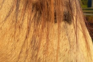 Lagos : Promenade avec un cheval sauvé au sanctuaire