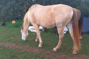 Lagos : Promenade avec un cheval sauvé au sanctuaire