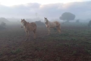 Lagos : Promenade avec un cheval sauvé au sanctuaire