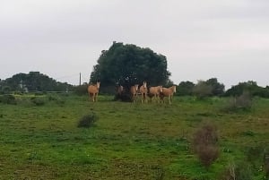 Lagos : Promenade avec un cheval sauvé au sanctuaire