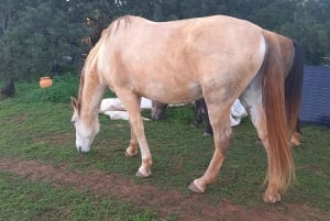Lagos: En spasertur med en reddet hest på reservatet