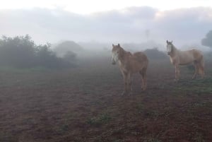 Lagos: En spasertur med en reddet hest på reservatet