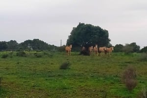 Lagos: En spasertur med en reddet hest på reservatet