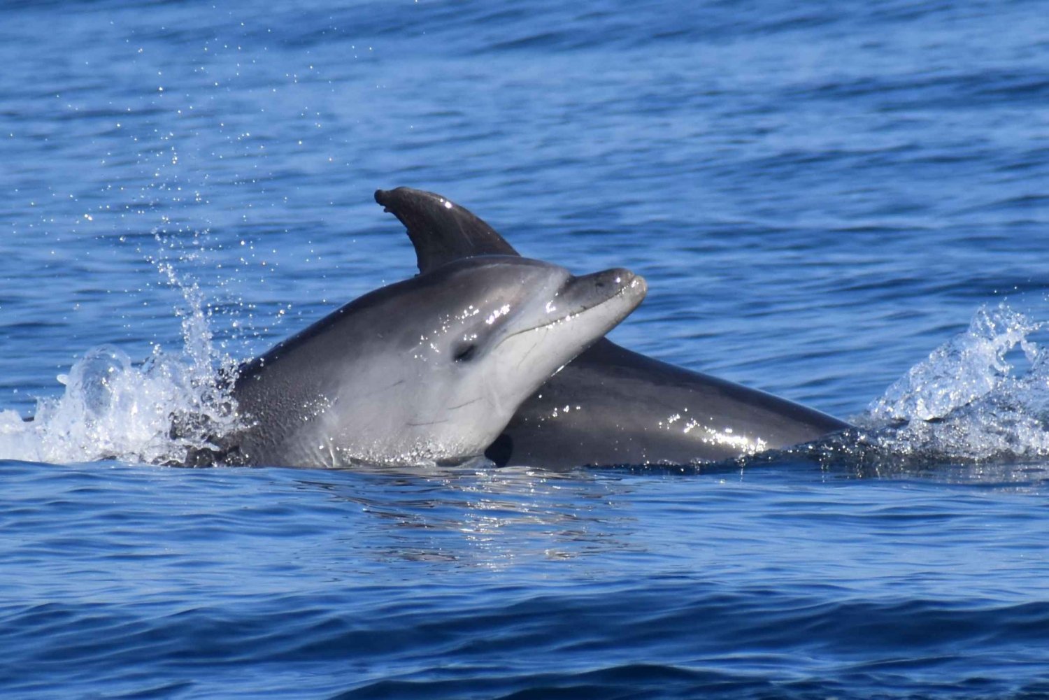 Lagos: Dolphin Watching & Benagil Cave Tour w/ Marine Guide