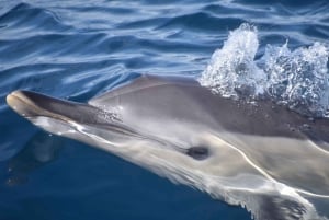 Lagos: Dolphin & Benagil Tour with Marine Biologist