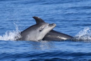 Lagos: Dolphin & Benagil Tour with Marine Biologist