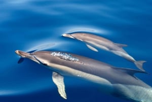 Lagos: Dolphin & Benagil Tour with Marine Biologist