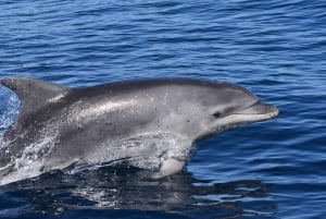 Lagos: Dolphin & Benagil Tour with Marine Biologist