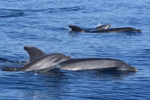 Lagos: Dolphin & Benagil Tour with Marine Biologist