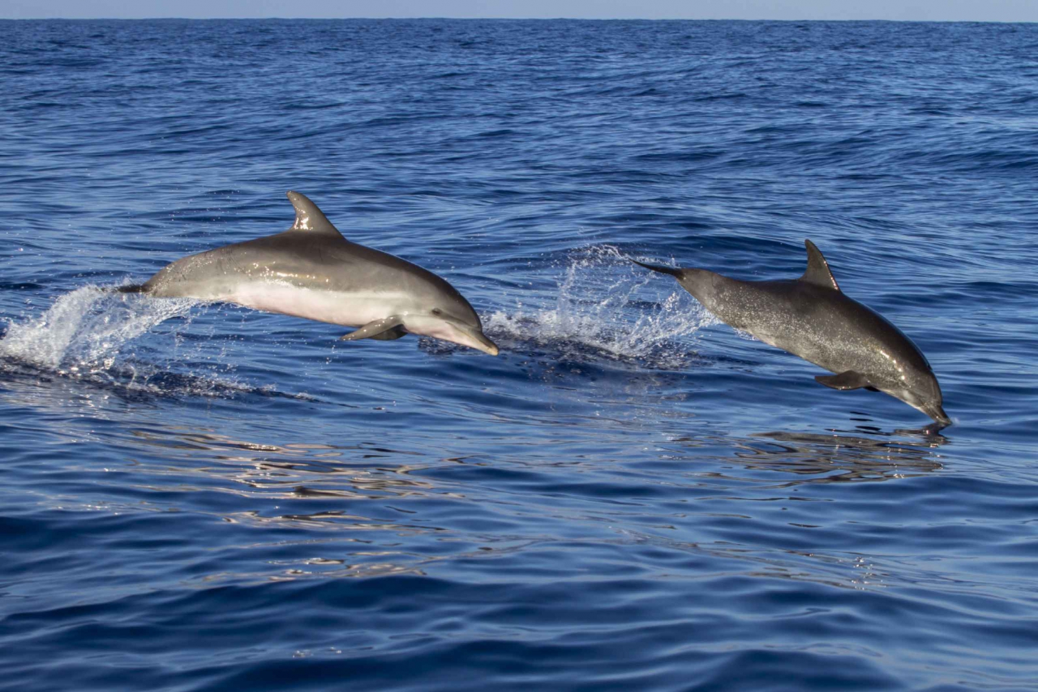 Best Boat Trips from Lagos, Portugal