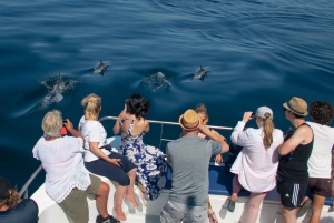 Lagos: Dolphin Watching Half-Day Cruise & Water Activities