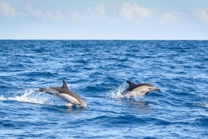 Lagos: Halvdagskrydstogt med delfinobservation og vandaktiviteter