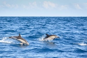 Lagos: Halvdagscruise med delfinsafari og vannaktiviteter