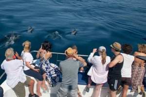 Lagos: Halvdagscruise med delfinsafari og vannaktiviteter