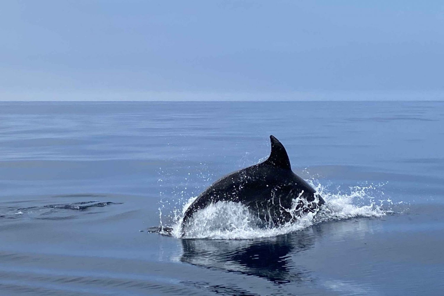 Lagos: Tur för delfinskådning