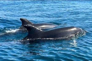 Lagos: Dolphin Watching Tour