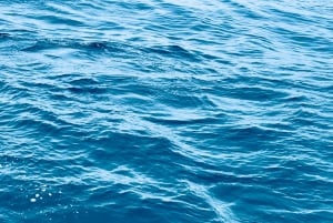 Lagos: Dolphin Watching Tour