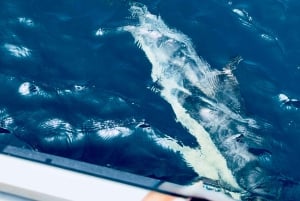 Lagos: Dolphin Watching Tour