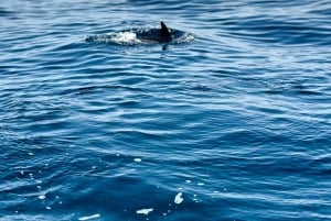 Lagos: Dolphin Watching Tour